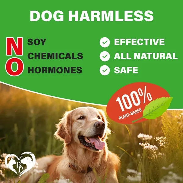 Dog Hip And Joint Supplement Soft Chews For Arthritis Relief